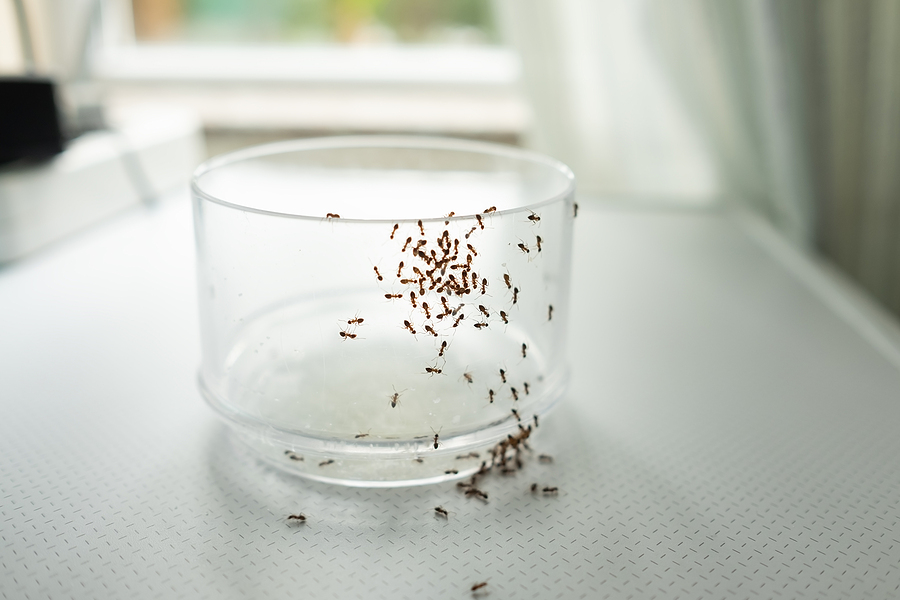 What Causes an Ant Infestation What Causes an Ant Infestation