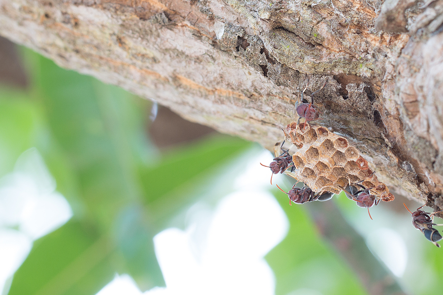 What to Do When You Find a Wasp Nest What to Do When You Find a Wasp Nest
