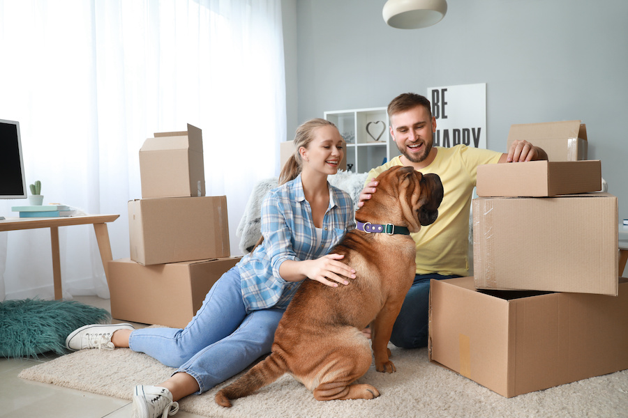 How To Prevent Pests When Moving How To Prevent Pests When Moving