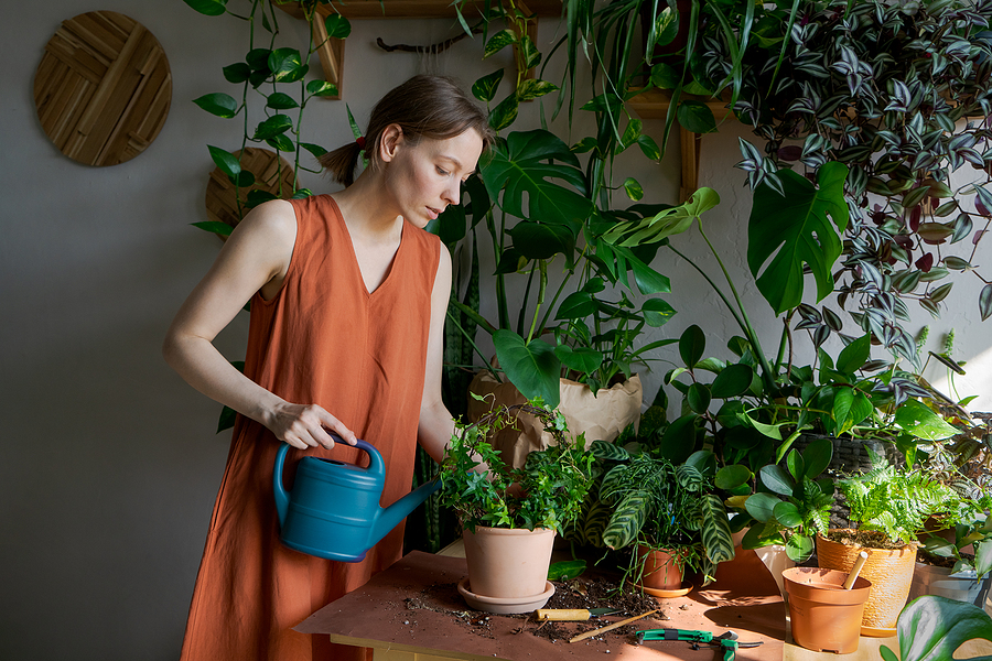 Common Pests Found In Houseplants Common Pests Found In Houseplants