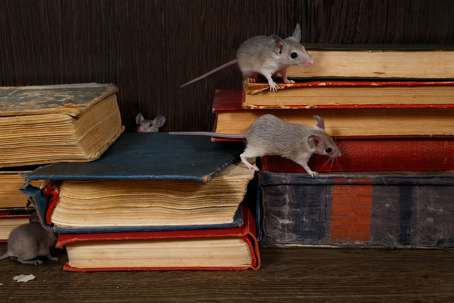 Get Rid of Mice