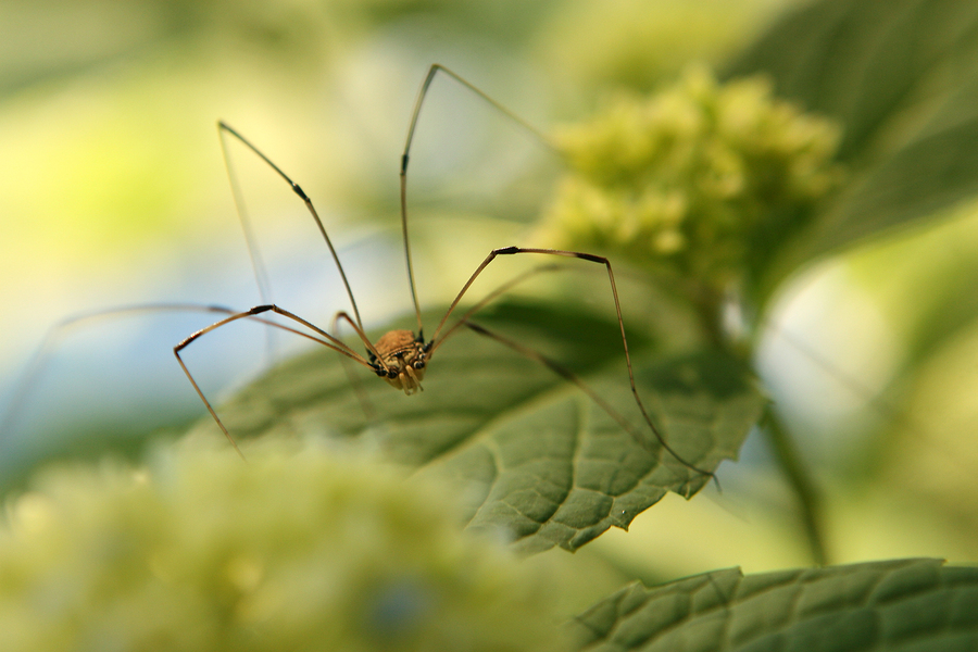 Common Pest Myths That Should Be Exterminated From Your Mind