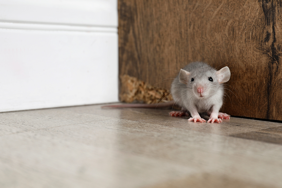 How To Prevent Mice in Your Home How To Prevent Mice in Your Home