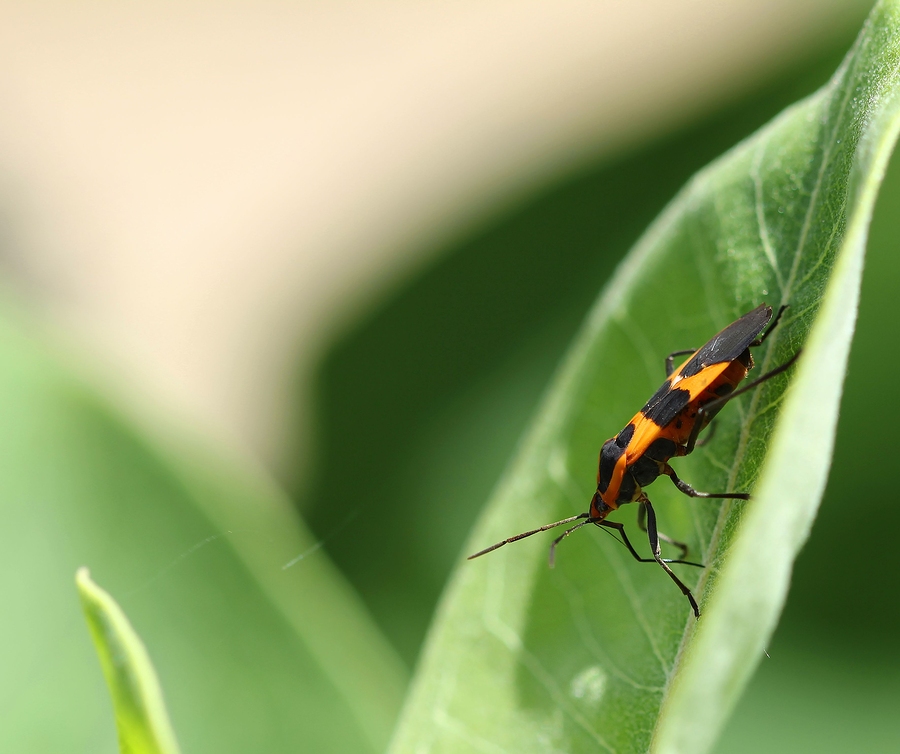Occasional Invaders, boxelder bugs, cluster flies, and clover mites