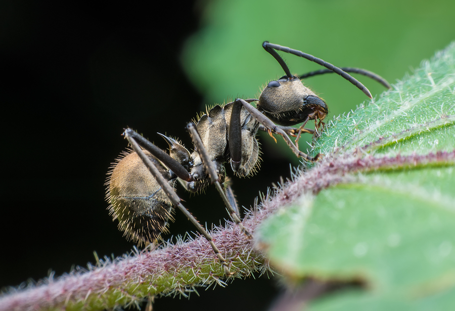 Functions of an Ant Colony What To Know About The Functions of an Ant Colony