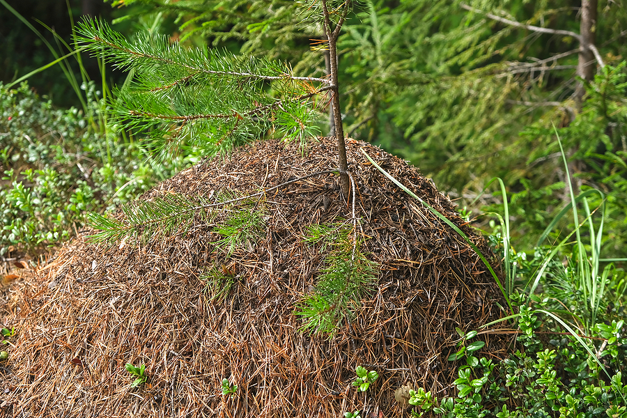 Ant Colony Why is it called an Ant Colony