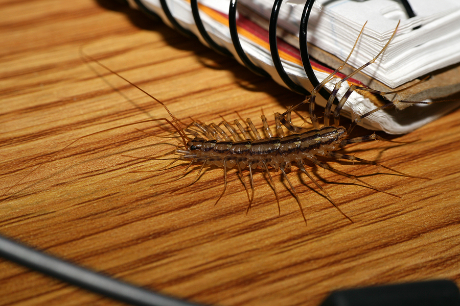 Why Fall Pest Control is Critical