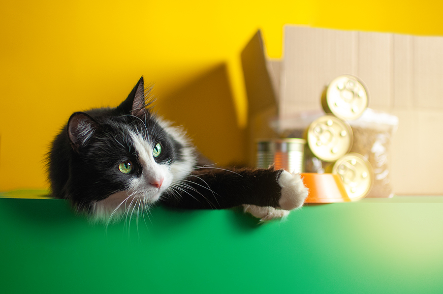 Is Pest Control Pet-Friendly?