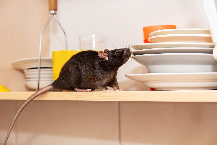 5 Types of Rodents in The Region 5 Types of Rodents in The Region