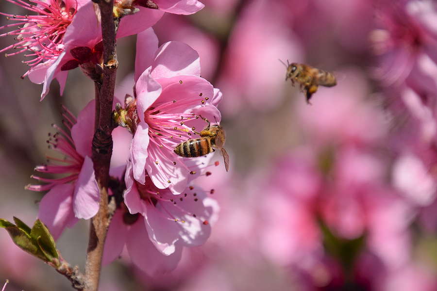 Top Pollinators and Their Benefits Top Pollinators and Their Benefits
