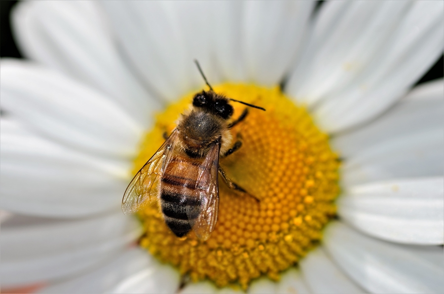 COMMON TYPES OF SUMMER PESTS COMMON TYPES OF SUMMER PESTS