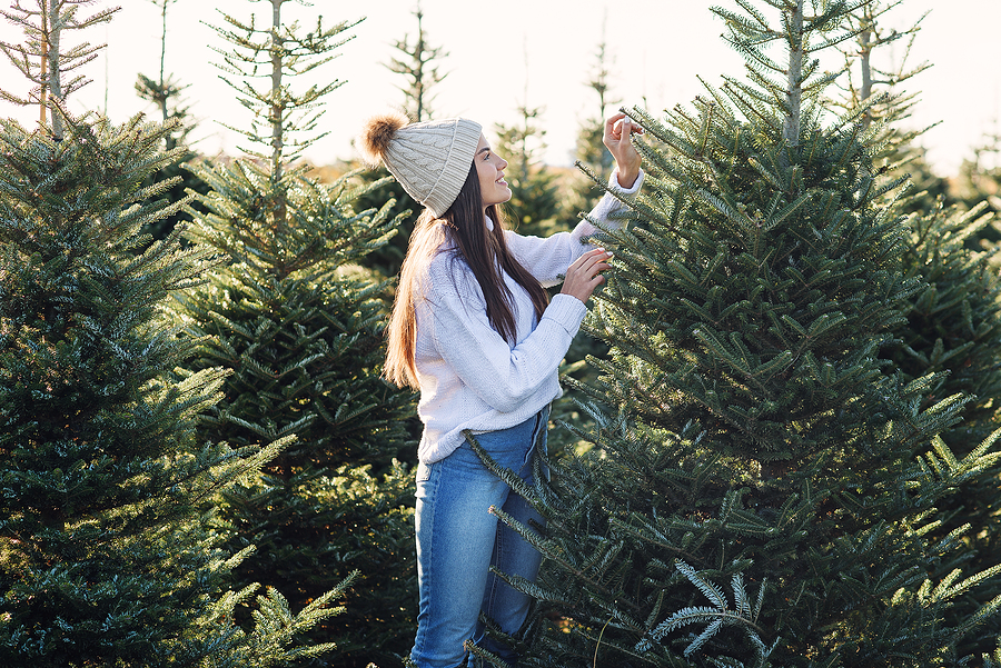 Common Christmas Tree Pests Common Christmas Tree Pests