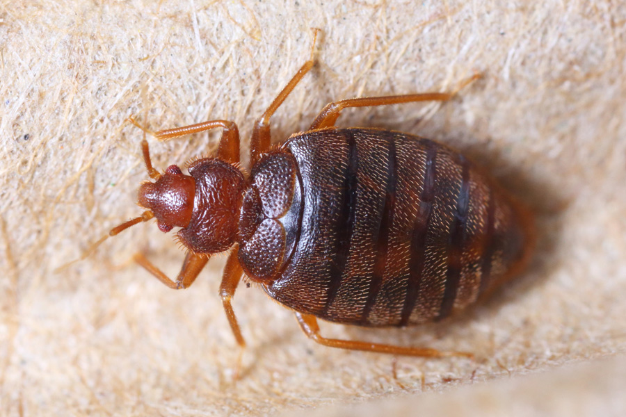 Heat treatments for bed bug infestations