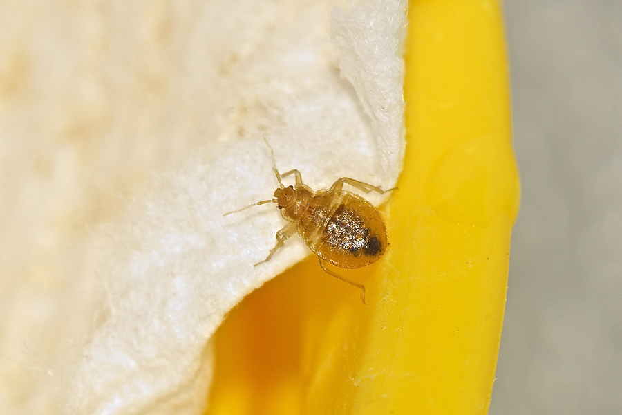 how to recognize a bed bug infestation
