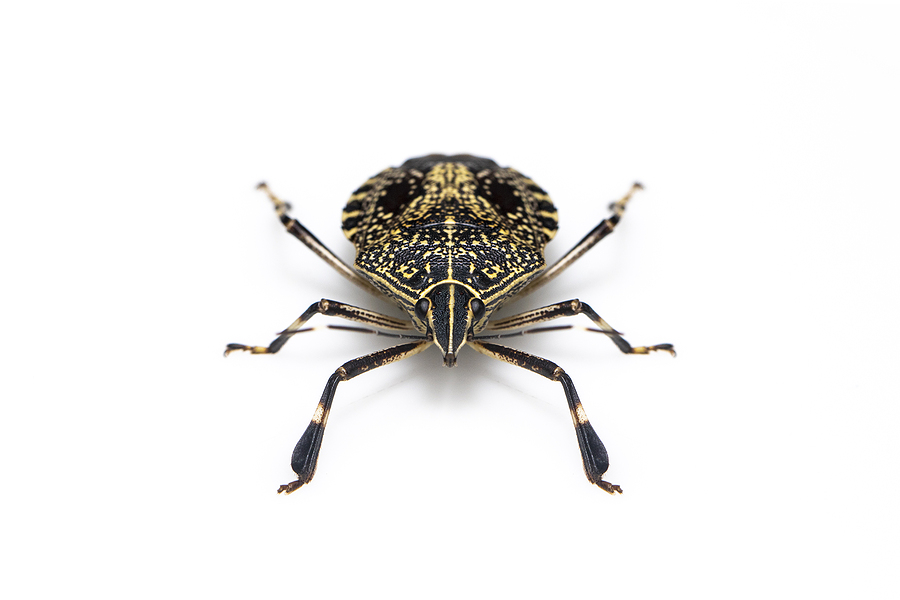 How to Get Rid of Stink Bugs how to get rid of stink bugs