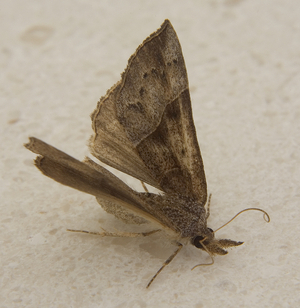 How to Prevent Clothing Moths in Your Closet how to prevent clothing moths in your closet