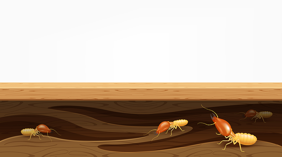 How To Protect Your Antiques From Termites how to protect your antiques from termites