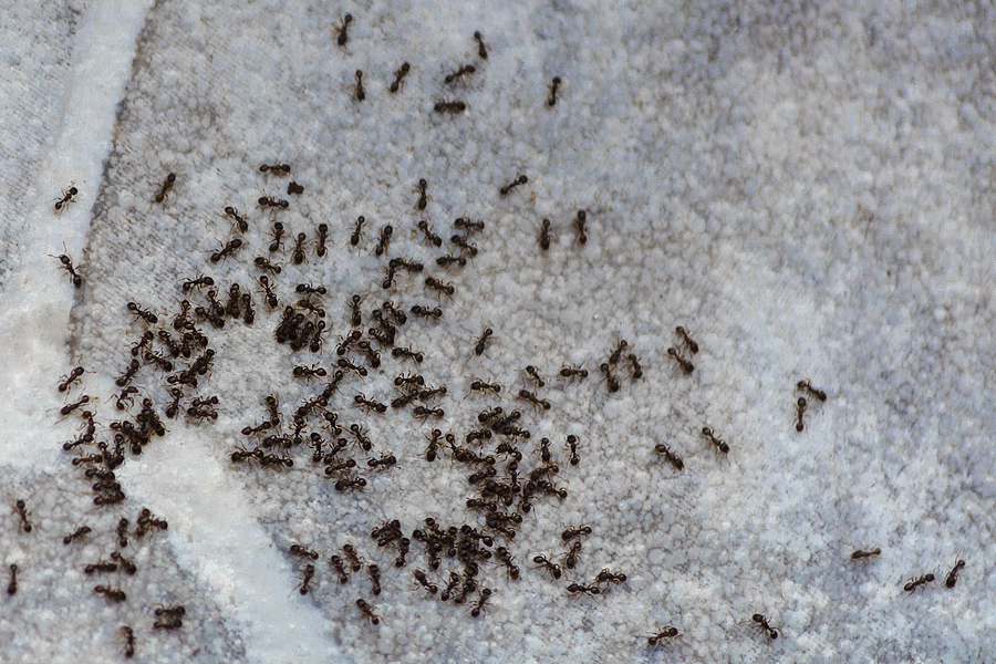 How To Protect Your Home From Ants This Summer
