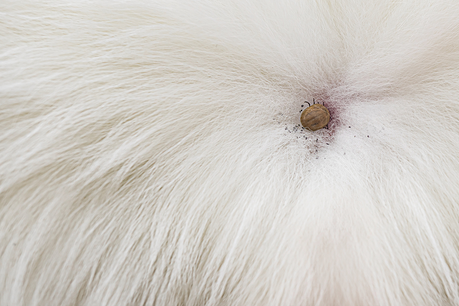 how to spot ticks on your kids and pets