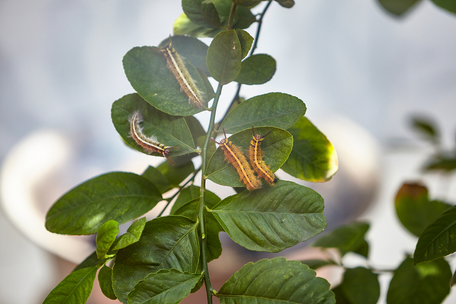 Invasive Pest Species in Virginia