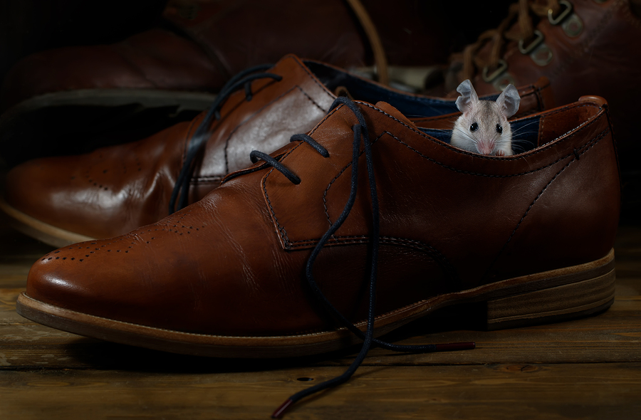 Keeping Rodents Out Of Your Home