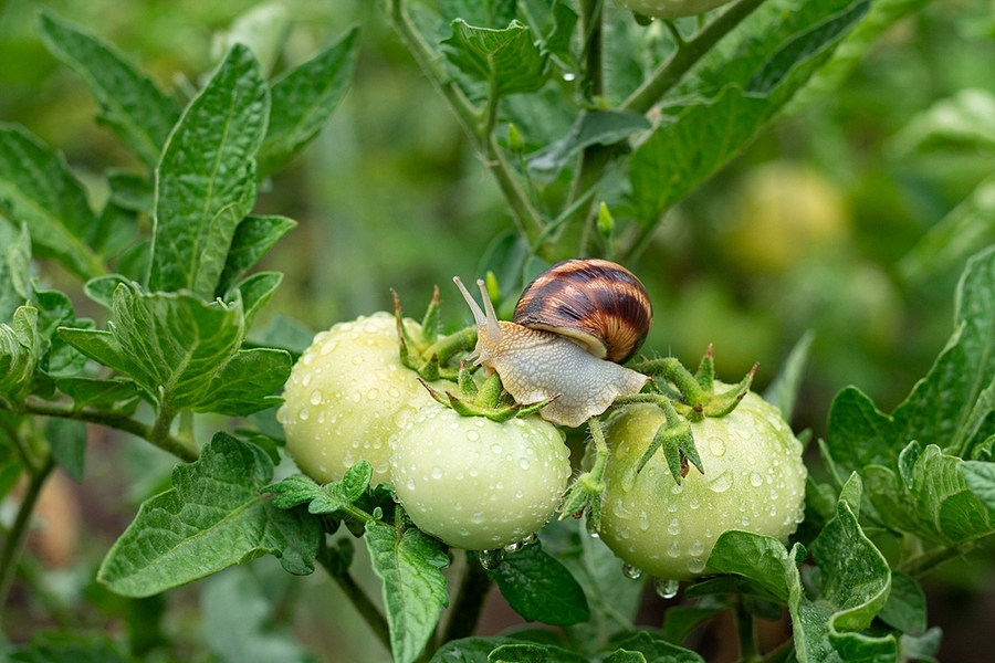 most common garden pests in virginia