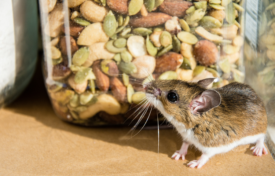 Top 5 Reasons Pests are Entering Your Home