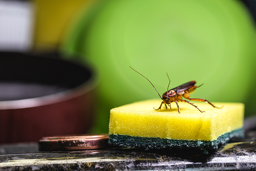 Preventing Roaches in Apartments