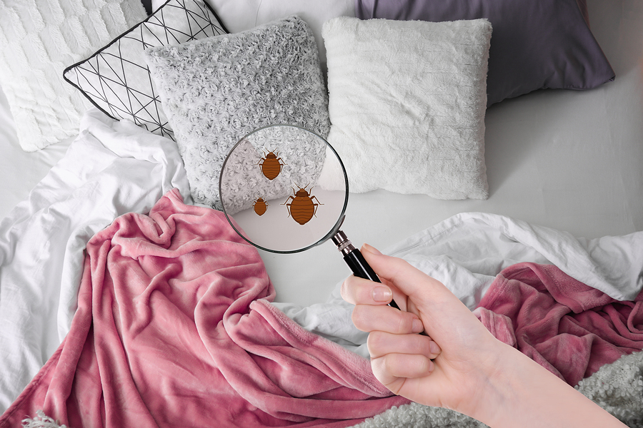 Signs of Bed Bugs