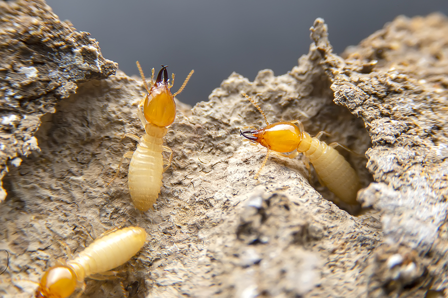 Stopping Termite Damage stopping termite damage