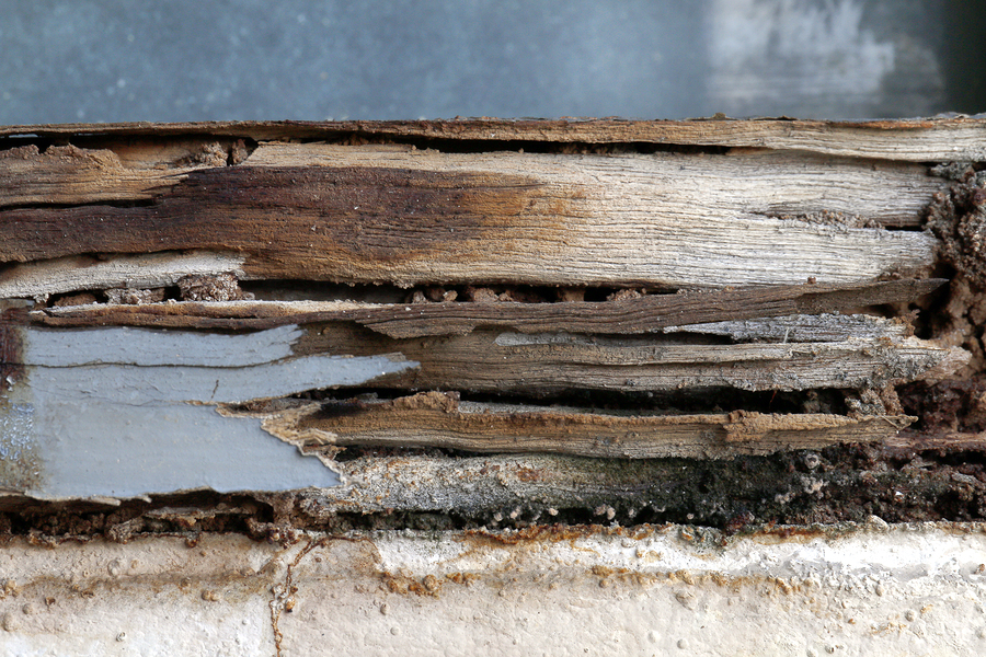 What to do after a termite infestation
