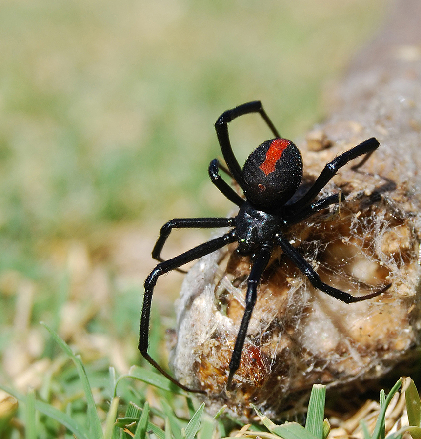 Most Dangerous Spiders in VA to Watch Out For