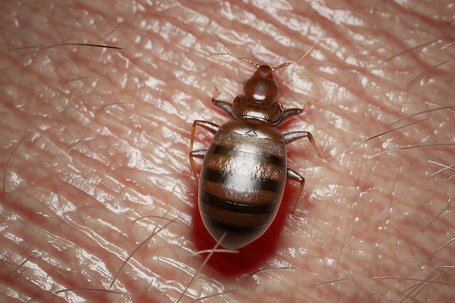 Top Bed Bug Hiding Places top bed bug hiding places