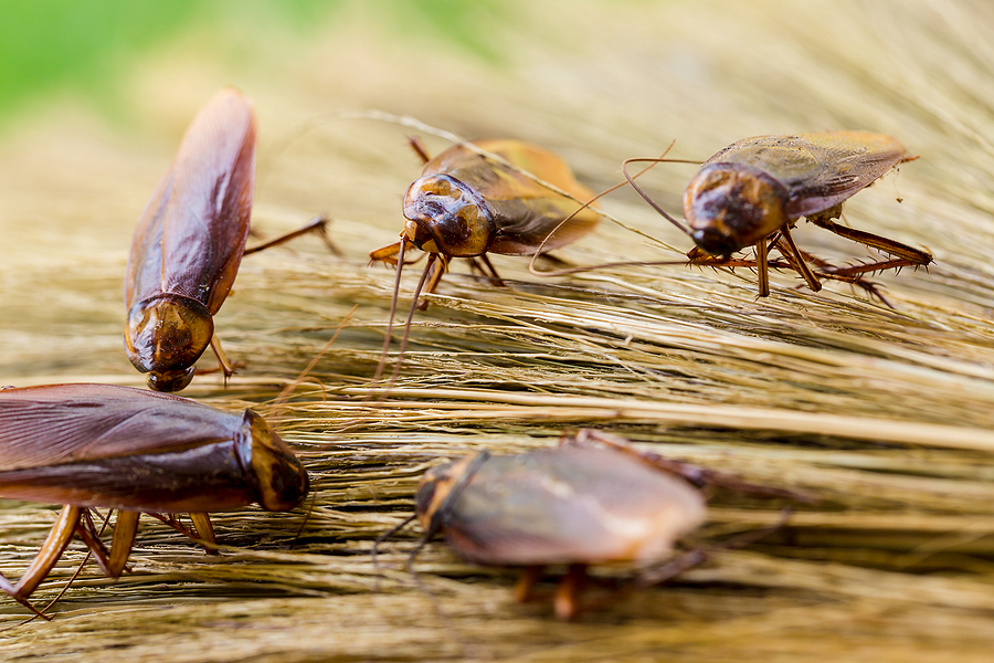 Top Cockroach Hiding Places top cockroach hiding places