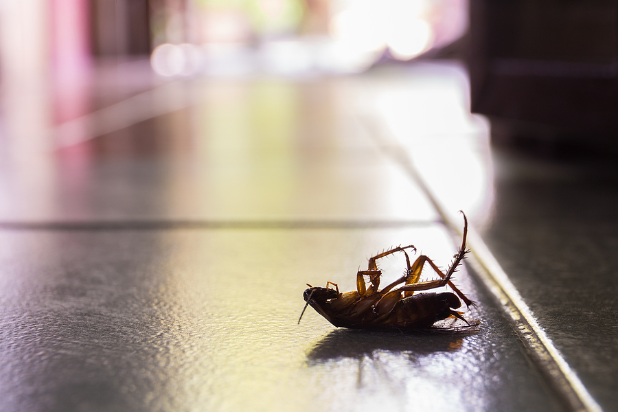 Types of Cockroaches types of cockroaches