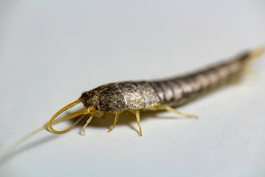 What to Do If Silverfish Invade what to do if silverfish invade