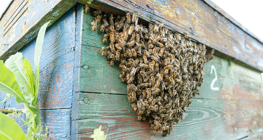 What To Do if You Find a Beehive