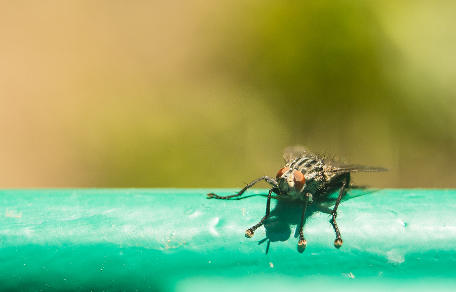 Which Pests are Dormant in the Fall