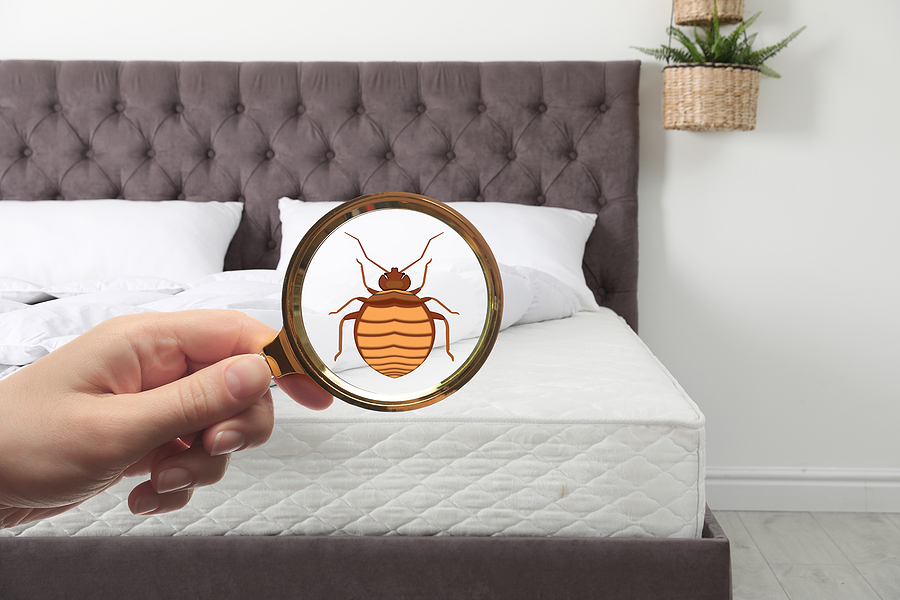 How to Check for Bedbugs how to check for bedbugs