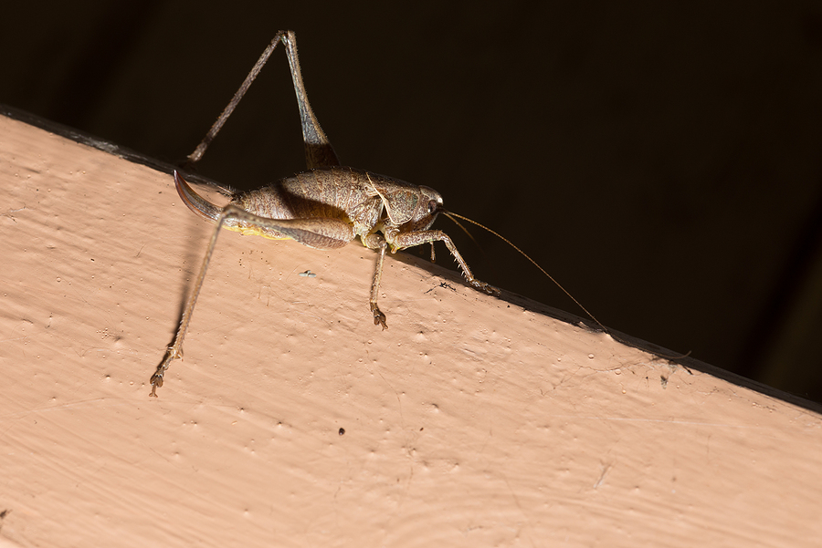 How To Get Rid Of A Cricket You Can’t Find how to get rid of a cricket you cant find