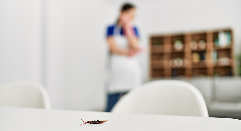 Cockroach