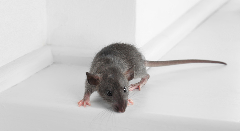 Rodent