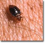 Bed Bugs
