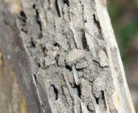 Termite Damage