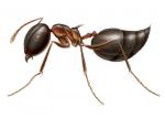 acrobat ant