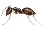 odorous house ant