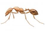 pharaoh ant