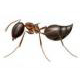 Ants