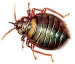 Bed Bug