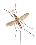 mosquito